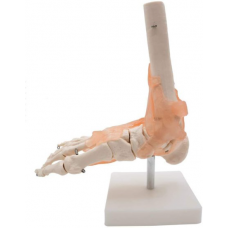 Bone of Foot with Ligaments